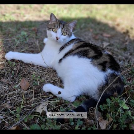Foto 1/1 Bilou Chat perdido en La foret fouesnant