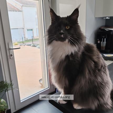 Foto 1/1 SIMBA Chat perdido en Frizon