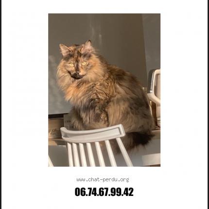 Foto 1/1 suzie Chat perdido en Torcy