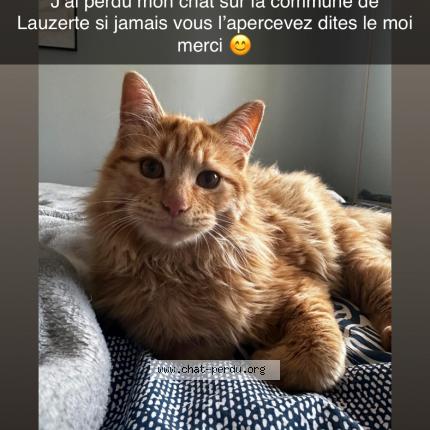 Foto 1/1 Winny Chat perdido en Lauzerte