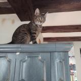 Foto del gato perdido en Gunsbach