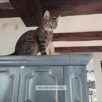 Foto 1/1 Seccotine Chat perdido en Gunsbach