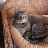 Foto del gato perdido en Itteville