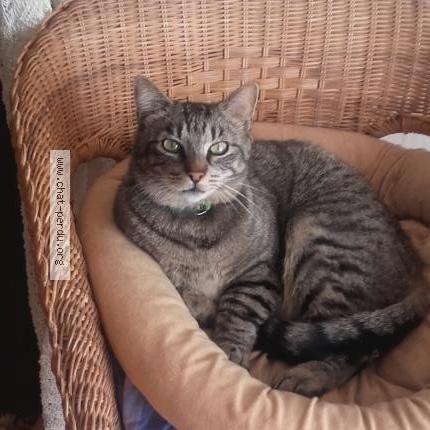 Foto 1/1 Gato encontrado Perdido en Itteville