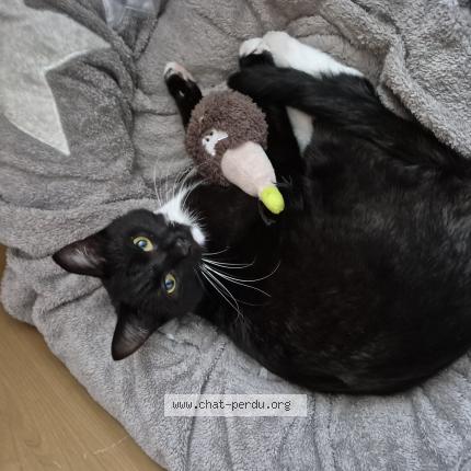 Foto 1/1 Styx Chat perdido en Wagnelee