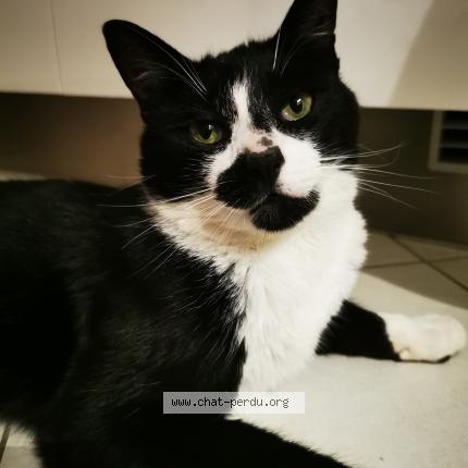 Foto 1/1 Twix Chat perdido en Biville