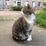 Foto del gato perdido en Saint Ouen