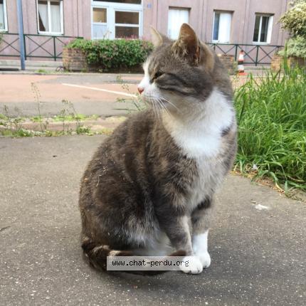 Foto 1/1 Foufou Chat perdido en Saint ouen