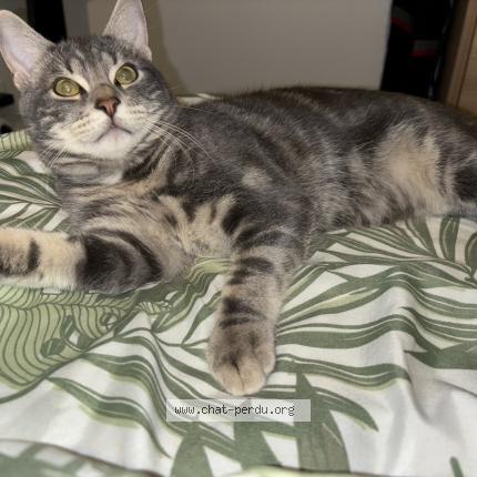 Foto 1/1 Burn Chat perdido en Chateau gontier sur mayenne