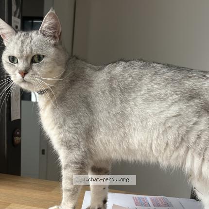 Foto 1/1 TIAGO Chat perdido en Nantes