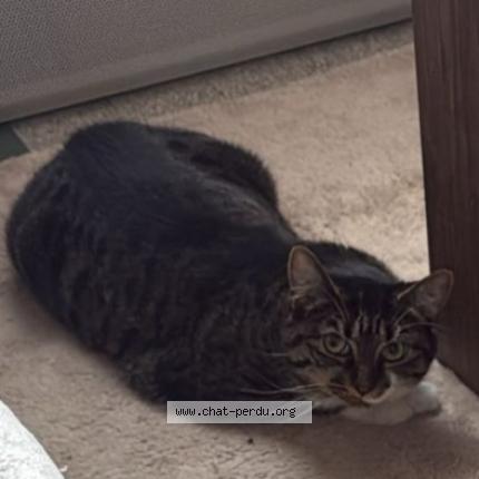 Foto 1/1 Sana Chat perdido en Poilly lez gien