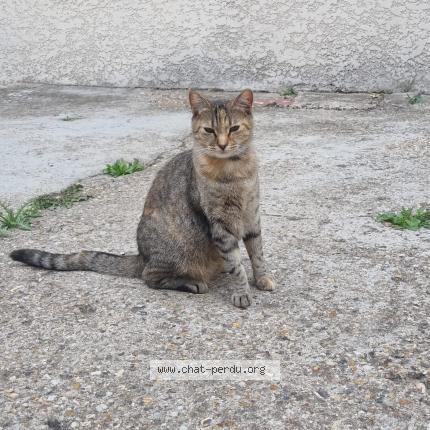 Foto 1/1 Féfé - Félicie Chat perdido en Beauvais