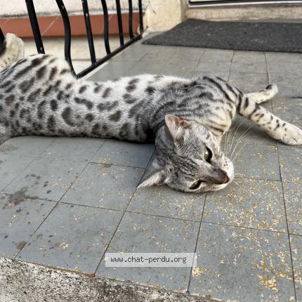 Foto 1/1 Sirius Chat perdido en Marseille