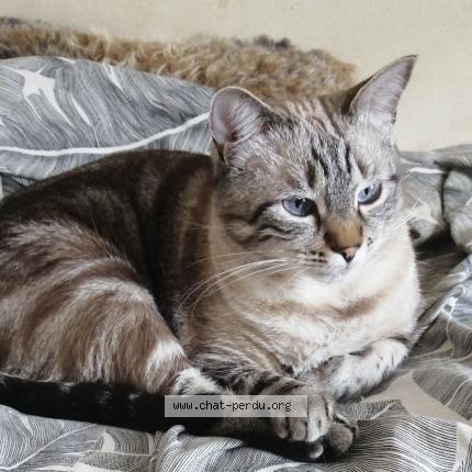 Foto 1/1 Orion Chat perdido en St capraise de lalinde