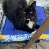 Foto del gato perdido en La Crau