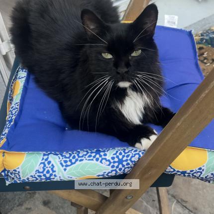 Foto 1/1 Sky Chat perdido en La crau