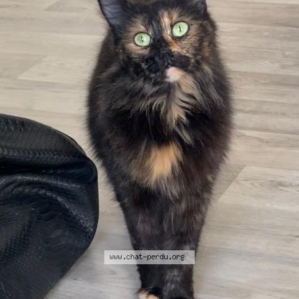 Foto 1/1 Chewee dire Tchoui Chat perdido en Bouguenais croix jeannette