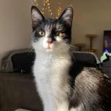 Foto del gato perdido en Fontainebleau