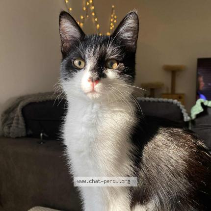 Foto 1/1 Suzy Chat perdido en Fontainebleau