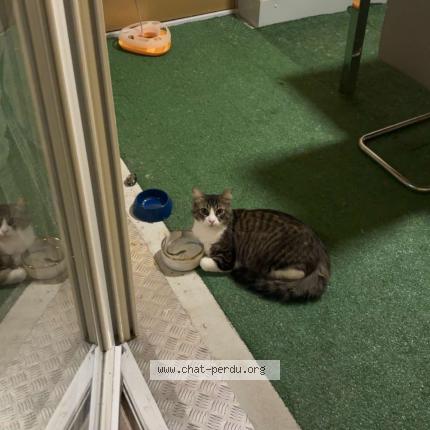 Foto 1/1 Ninoush Chat perdido en Mont st martin