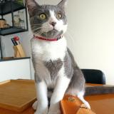 Foto del gato perdido en Rennes