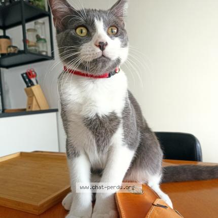 Foto 1/1 Djo&eacute; Chat perdido en Rennes