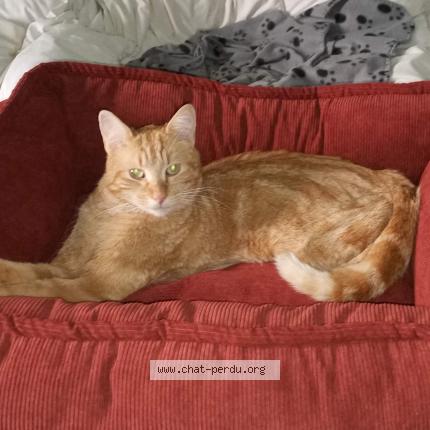 Foto 1/1 Doddy Chat perdido en Varilhes