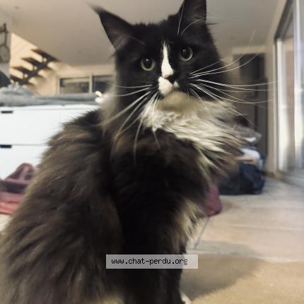 Foto 1/1 MMI Chat perdido en Unieux