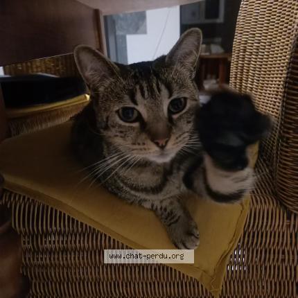 Foto 1/1 Lune Chat perdido en Geneslay