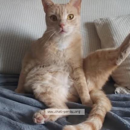 Foto 1/1 Salem Chat perdido en La pointe de contes