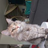 Foto del gato perdido en Trith St Leger