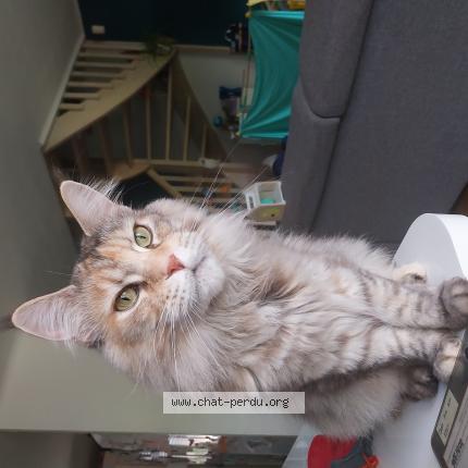 Foto 1/1 Milie Chat perdido en Trith st leger