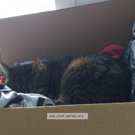 Foto 1/1 Félix Chat perdido en Ploufragan