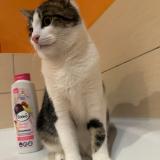 Foto del gato perdido en Lay Saint Christophe