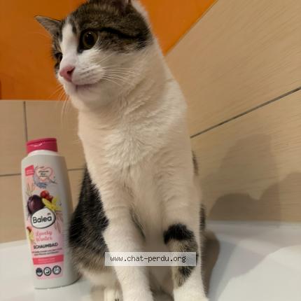 Foto 1/1 Vador Chat perdido en Lay saint christophe