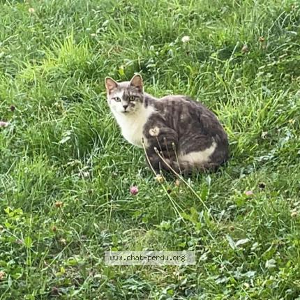 Foto 1/1 Gato encontrado Encontrado en Ferrette