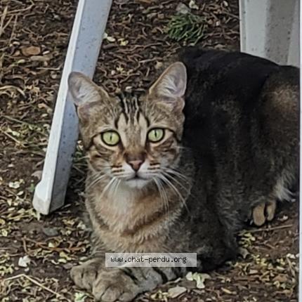 Foto 1/1 Tigrou Chat perdido en Lagamas