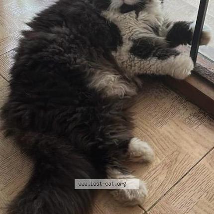 Foto 1/1 Oreo Chat perdido en Chennai