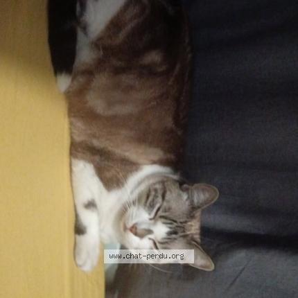 Foto 1/1 Gato encontrado Encontrado en Le coteau