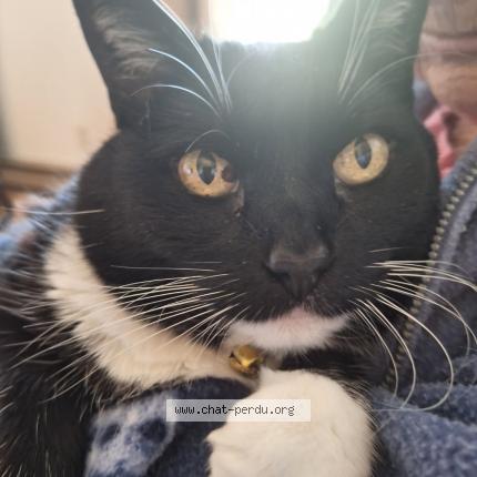 Foto 1/1 Baby Chat perdido en Pincourt
