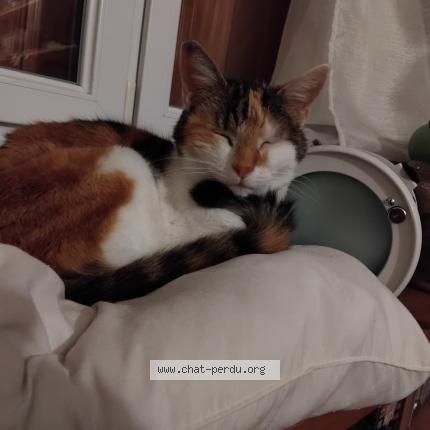 Foto 1/1 Chipie. Chat perdido en Coubron