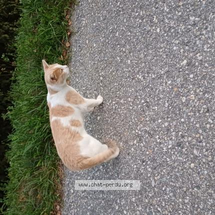 Foto 1/1 Gato encontrado Encontrado en Noes