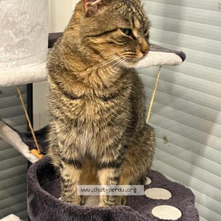 Foto 1/1 Tommy Chat perdido en Mios