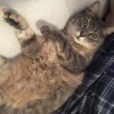 Foto del gato perdido en Branscourt