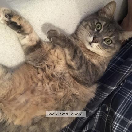 Foto 1/1 Akira Chat perdido en Branscourt