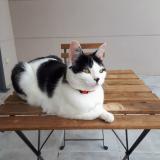 Foto del gato perdido en Fontenilles