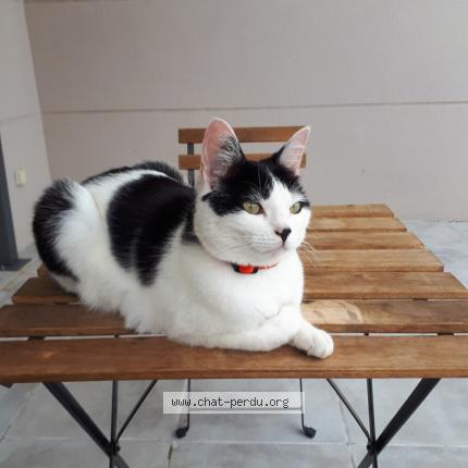 Foto 1/1 San Chat perdido en Fontenilles