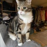 Foto del gato perdido en Maubeuge