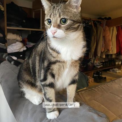 Foto 1/1 Saya Chat perdido en Maubeuge