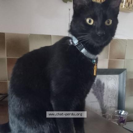 Foto 1/1 Harry Chat perdido en Briancon